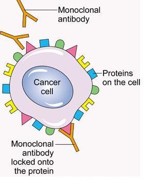 Monoclonal antibodies (-mab) Bind to target proteins
