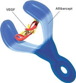 Aflibercept Heterodimeric molecule, VEGF receptors 1-2 domains VEGF-Trap Decoy receptor for VEGF Coleman, et al.