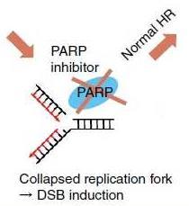 PARP-Inhibitors PARP enzymes play role in DNA repair Inhibition causes
