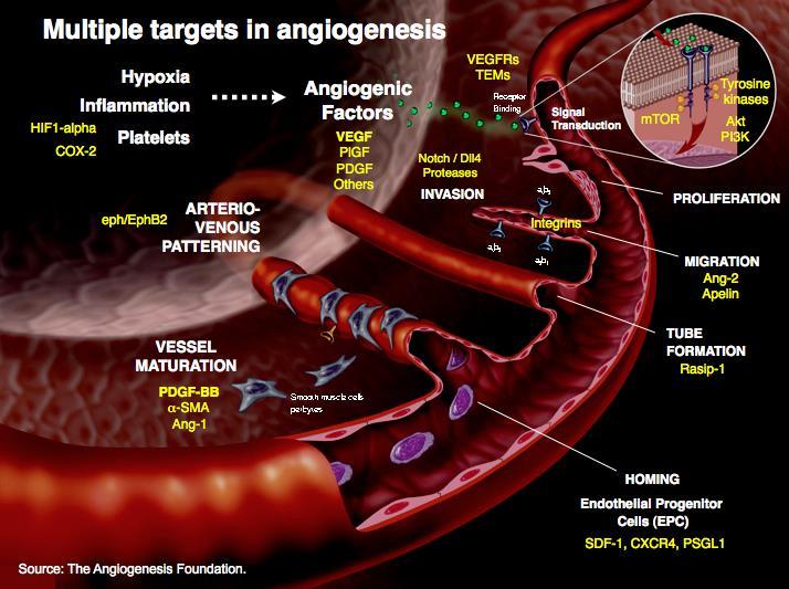 Tumour Angiogenesis - Inhibitors Anti-VEGF Bevacizumab (Avastin ) FDA approved (platinum resistant, recurrent EOC) EMA approval (first-line and recurrent EOC)