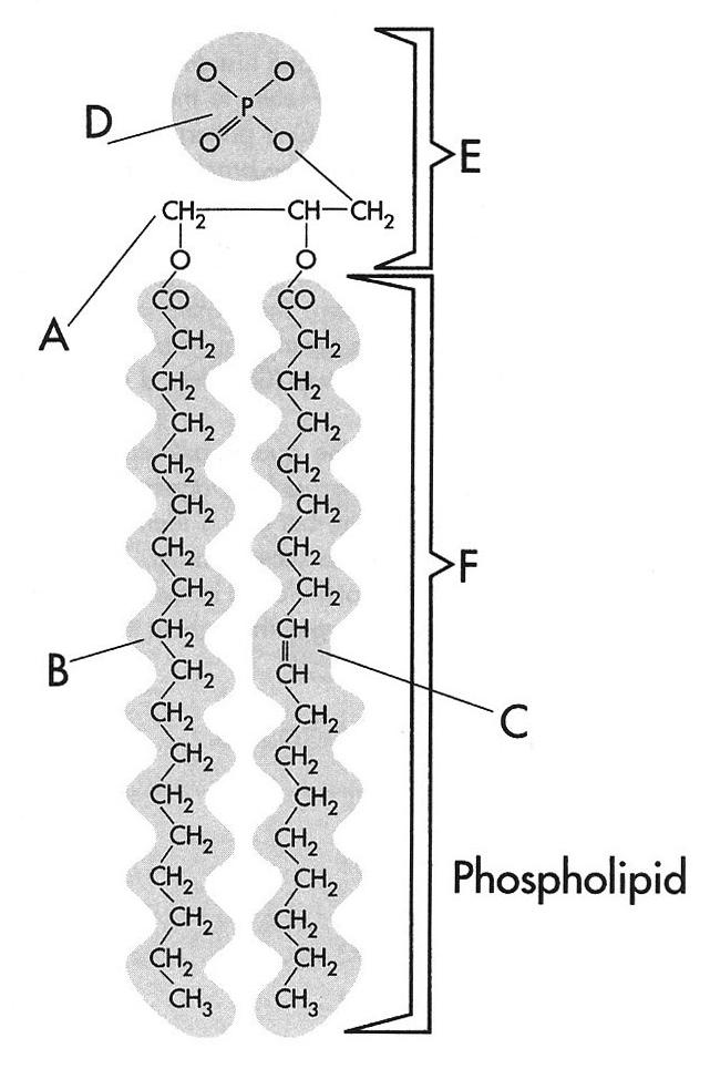 Phospholipids are basically made up of a glycerol molecule (A) with a phosphate group (D) and two fatty acids (B) and (C).