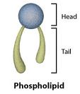 -Phospholipids