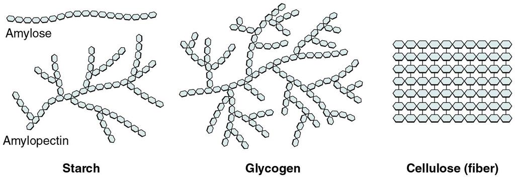 More about Polysaccharides Cellulose (fiber) - makes you regular, lowers cholesterol