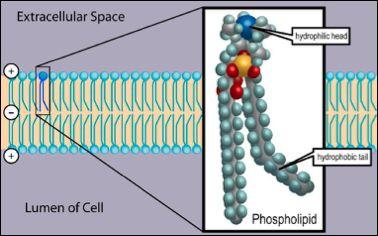 Phospholipids Makes up our cell membrane
