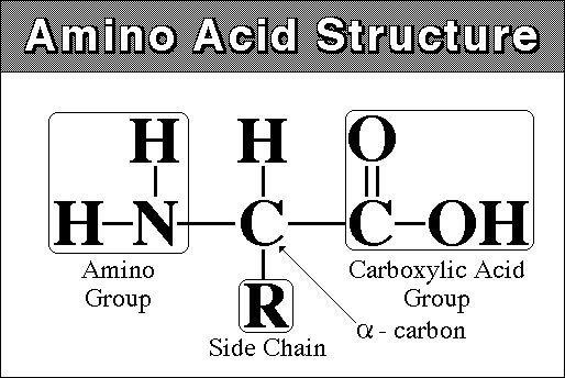 3. Proteins Monomers = amino acids There are 20 types