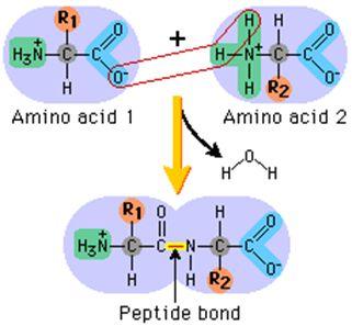 Atoms that make up Amino Acids: carbon, nitrogen, oxygen, hydrogen, and