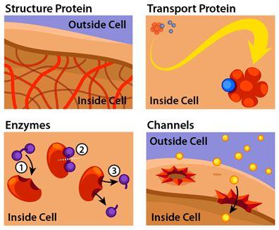 Proteins in the Body structural - hair, collagen, muscle etc enzymes -