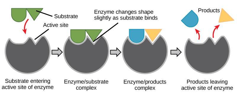 How do they work? A substrate fits in the active site of an enzyme.
