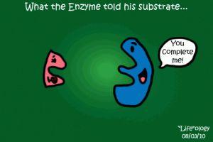 Enzymes Continued Anything that changes the shape of the active site