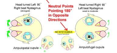 CANALITHIASIS CUPULOLITHIASIS Nyst Nyst Same direction as head turn