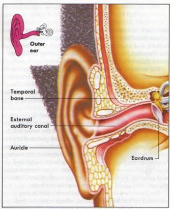 Picture 2. Outer Ear The middle ear has three bones called the hammer, the anvil and the stirrup. Each one looks like its name.