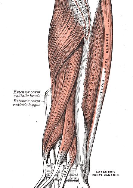 Elbow Tendinopathies Lateral epicondylosis Tender lateral epicondyle Resisted third digit extension