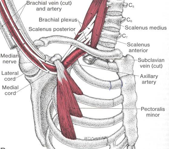 Thoracic Outlet Syndrome tests Possible compression of the subclavian artery between the scalenes and