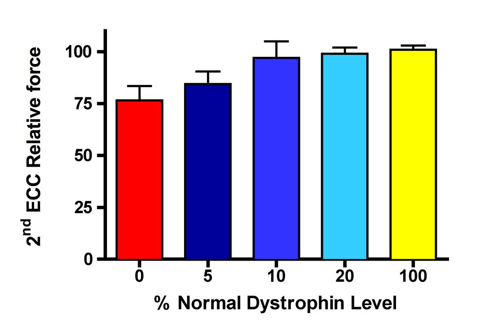 dystrophin upregula+on and number
