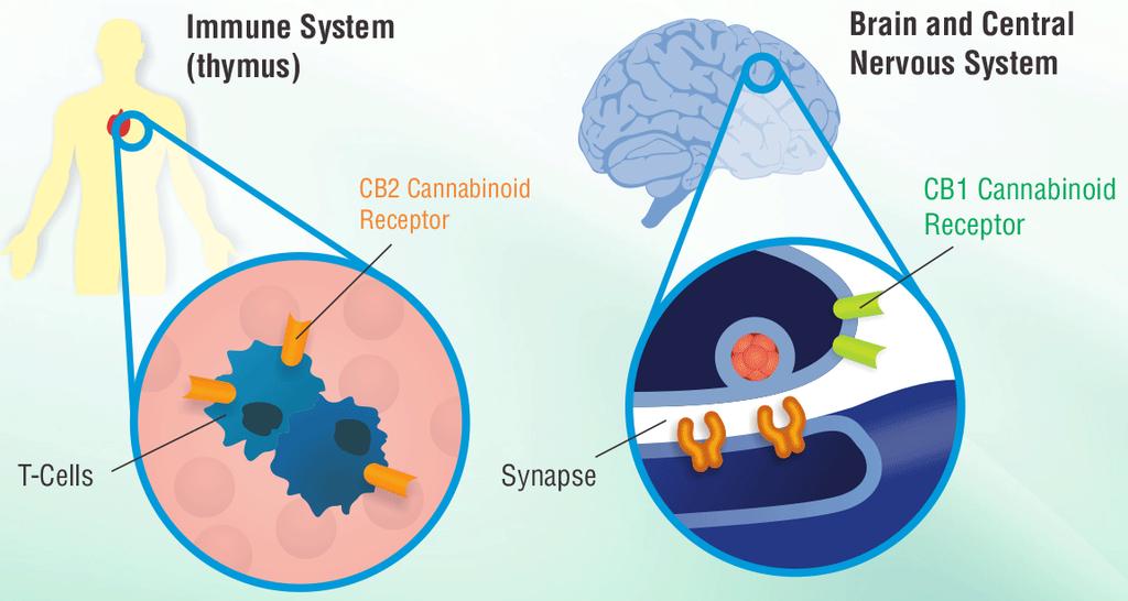 (CBD) Image courtesy of Wikipedia Cannabinoids act at multiple endocannabinoid