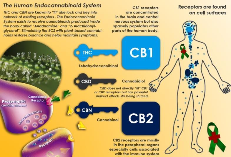 What are the clinical effects of cannabinoids? Direct GI effects -Alteration of permeability? -Immune cell trafficking? -Alteration of gut motility IBD Effects?