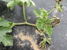 A B C D Fig. 1. Diagnostic symptoms of Fusarium wilt caused by Fusarium oxysporum f.sp niveum. (A) Foliage of infected plants is grey or chlorotic during early stages of the disease.