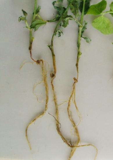 Aphanomyces euteiches - the cause of pea common root rot 5. Thielaviopsis basicola - the cause of black root rot 6. Phoma medicaginis var.