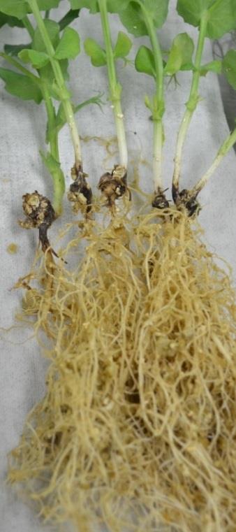 seedling stage Symptoms don t compound until late flowering