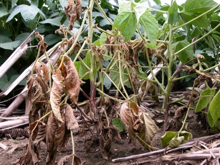 Survey of MB Soybean Crops for Phytophthora Rot 2016: 38% of fields with