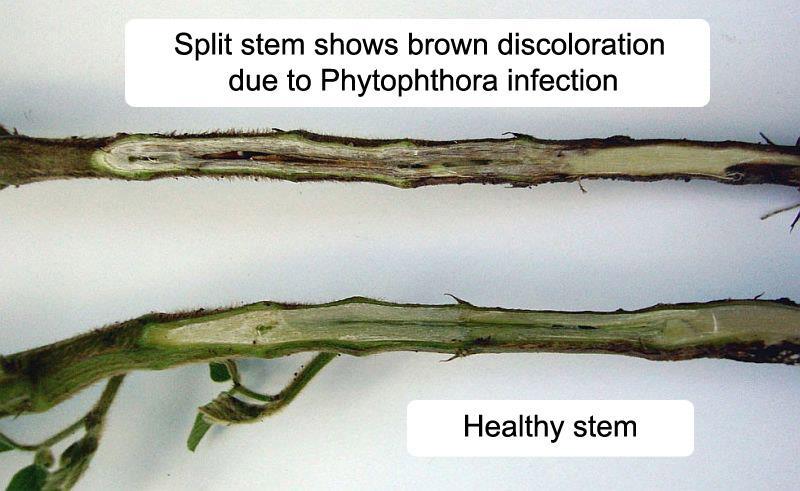 Healthy soybean stem vs stem
