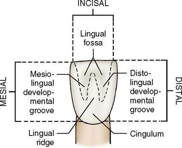 The lingual fossa is bordered mesially by the mesial marginal ridge, distally by the distal marginal ridge, cervically by the cingulum,