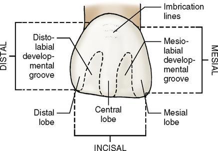 1. The mesial outline is slightly convex with a crest of curvature (representing the contact area) near the mesio-incisal angle. 2.