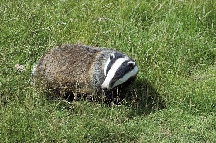 Improved understanding of ecology and TB epidemiology Badger ecology The role of wildlife in bovine TB Improved understanding of ecology and TB epidemiology How many Eurasian badgers Meles meles L.