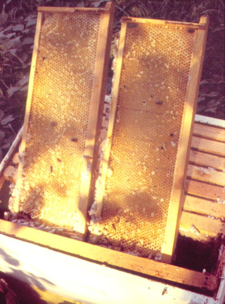 American Foulbrood Spread Robbing bees Used beekeeping equipment