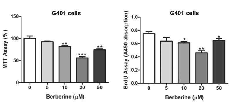 MOLECULAR MEDICINE REPORTS 8: 1537-1541, 2013 1539 A B Figure 1. Berberine inhibits cell proliferation in Wilms' tumor cells. (A) Cell viability was measured by MTT assays in G401 cells.