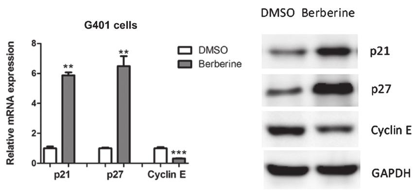 05; ** P<0.01; *** P<0.001. Figure 2. Berberine regulates the expression of cell cycle regulators.