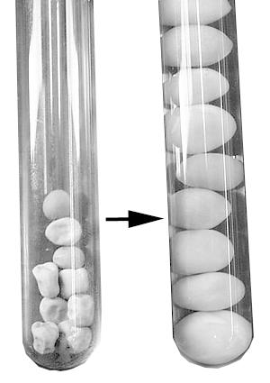 At the time indicated in this demonstration, 10 dry seeds were placed in each of six test tubes. Tube 1 contains only dry seeds and will serve as a control.