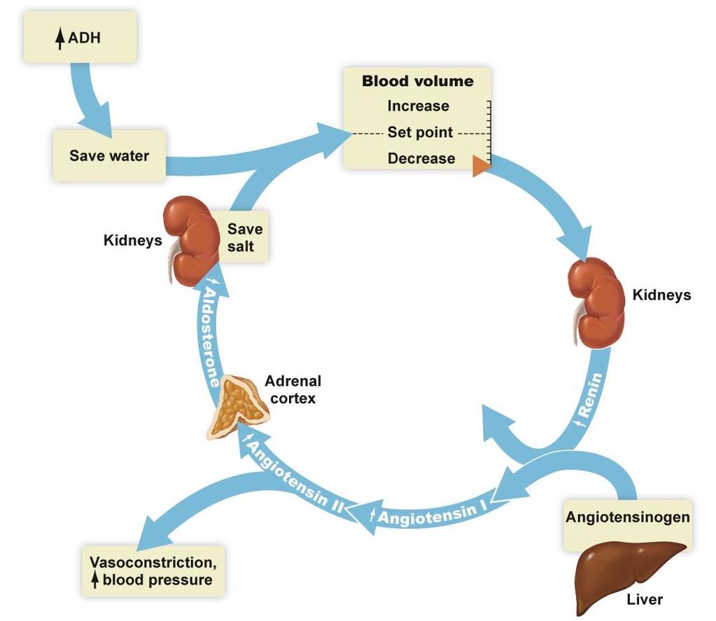 Kidney s Role in