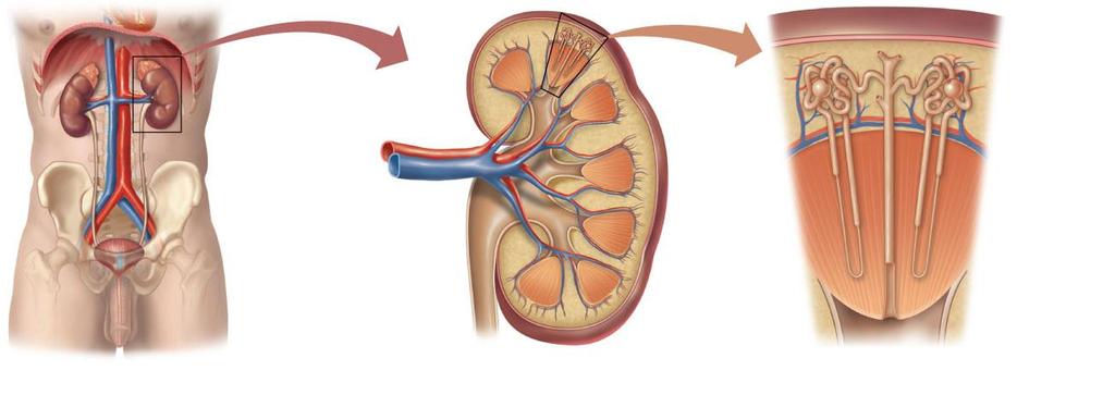 URINARY SYSTEM Kidney Cortex Renal artery Renal vein Aorta Inferior vena cava Ureter Renal pelvis Cortex Medulla Nephrons Medulla Collecting duct Bladder Ureter Urethra a) The