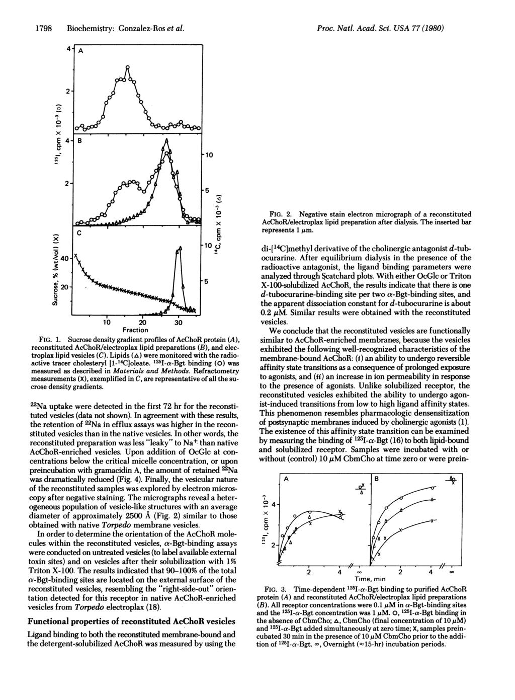 1798 Biochemistry: Gonzalez-Ros et al. Proc. Natl. Acad. Sci. USA 77 (1980) 2- X ~~~~~~~0 0~~~~~~~~~~~~~~~~~~~0 Z 40 0,~~~ ~ ~ ~~~~~- 0 '20-10 20 30 Fraction FIG. 1.