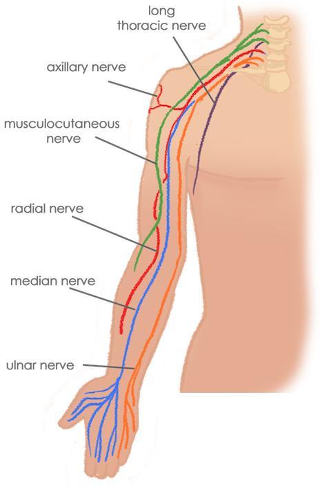 Musculo-cutaneous nerve Axillary nerve Sciatic nerve Tibialis nerve Common