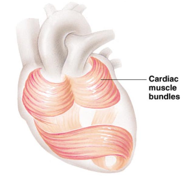 Cardiac Muscle Has striations Usually has a single