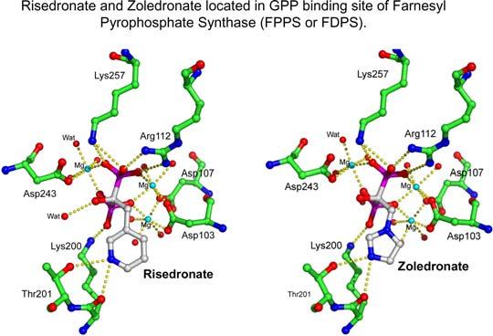 386 ANNALS NEW YRK ACADEMY F SCIENCES FIGURE 8. Risedronate and Zoledronate located in the GPP binding site of Farnesyl Pyrophosphate Synthase (FDPS or FPPS). See Kavanagh K.