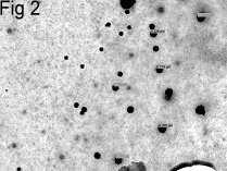 proposal number with Ibuprofen had particle size between 0.1µm to 14/mph/05/918/ac/05/CPCSEA/BRNCOP. 2.0µm using TEM and distribution of particles was The Guggulosomes were evaluated for the good.