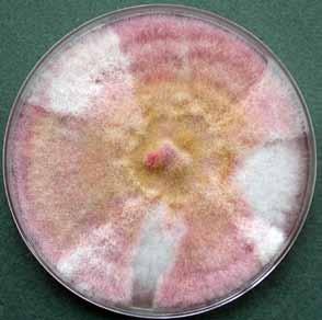 Descriptions of Medical Fungi 97 Fusarium chlamydosporum complex Fusarium chlamydosporum complex contains five phylogenetically distinct species and is common in soils and the rhizosphere of numerous