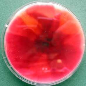 Morphological Description: Colonies growing rapidly, with abundant aerial mycelium, deep pink, red or ochraceous to brownish; reverse carmine red or tan to brown.