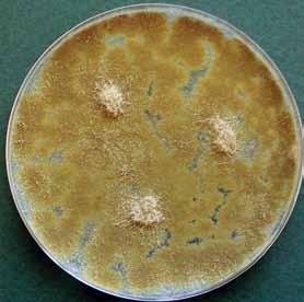 146 Descriptions of Medical Fungi Paecilomyces Bain The genus Paecilomyces may be distinguished from the closely related genus Penicillium by having long slender divergent phialides and colonies that