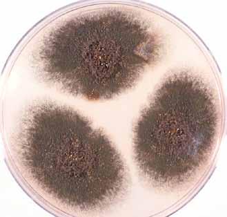 22 Descriptions of Medical Fungi Aspergillus