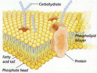 Gateway to the Cell The cell membrane is flexible and allows a unicellular organism