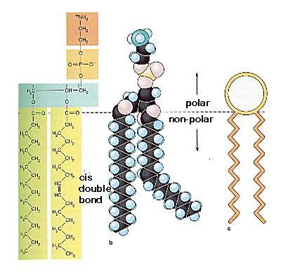 bilayer Head: contains a PO 4 group & glycerol, is polar Materials