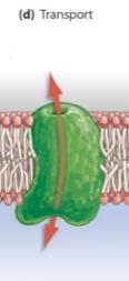 proteins are embedded in the cell membrane & have a pore