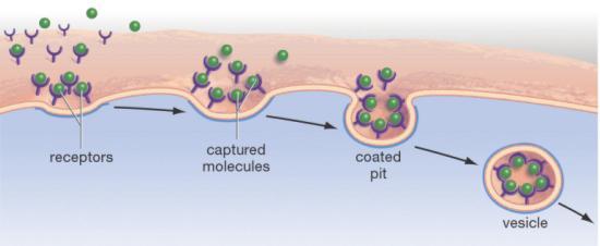 Receptor-Mediated Endocytosis Receptor-Mediated