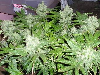 Cannabis: A primer The plant: Cannabis, marijuana, etc.