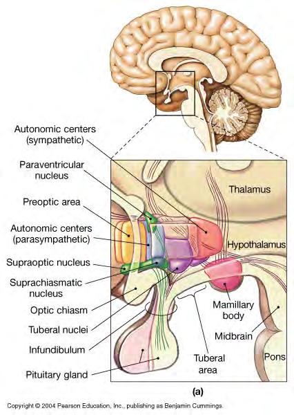 Endocrine Organs 1. Hypothalamus -located at base of 3rd ventricle -master regulatory organ -integrates nervous and endocrine systems Three mechanisms of control: 1.