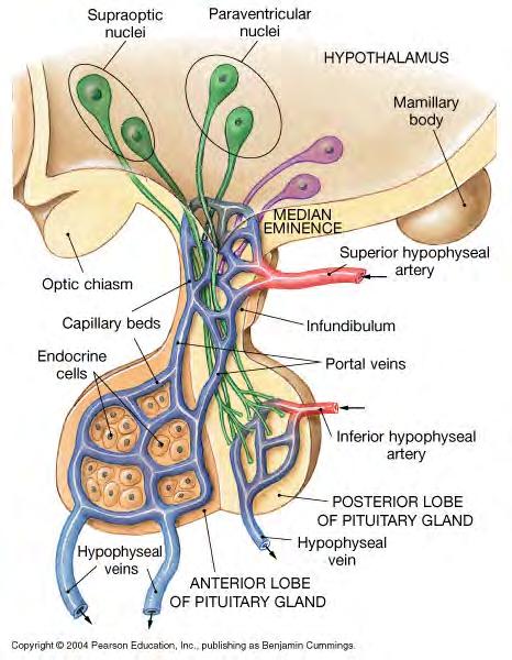 B. Posterior Lobe (neurohypophysis) -neural tissue -contains axons of hypothalamus: release hormones to posterior lobe